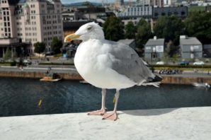 Sightseeingtour Oslo