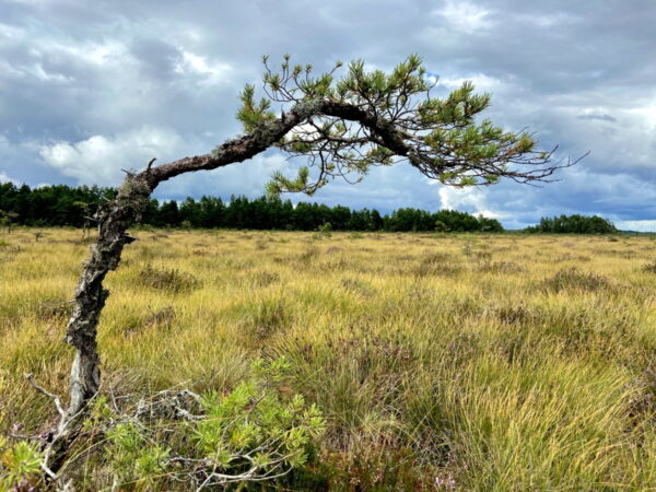 Store Mosse Nationalpark
